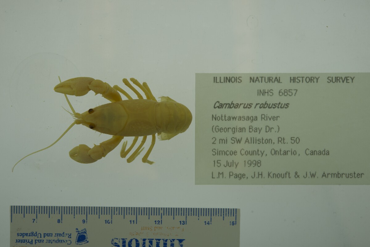 Cambarus robustus image